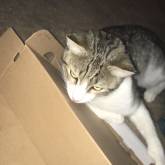 Meet your Posher, Aleyha - Picture 1 of 1